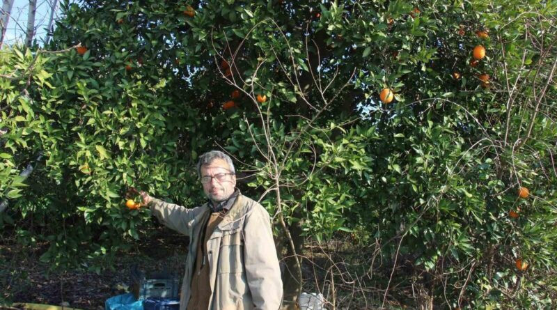 Aydın Çiftçileri Portakal ve Mandalina Fiyat Uçurumunda Ürünü Dalında Bıraktı 1