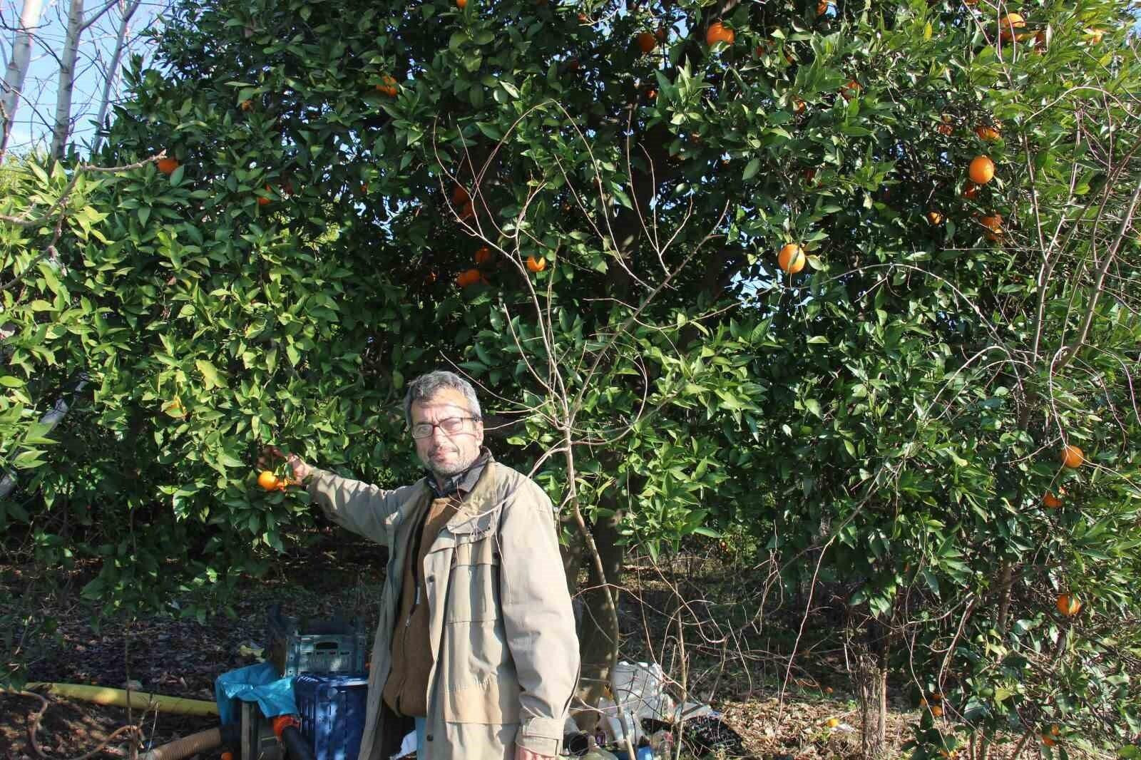 Aydın Çiftçileri Portakal ve Mandalina Fiyat Uçurumunda Ürünü Dalında Bıraktı