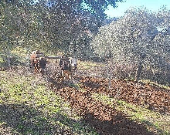 Aydın'da Sarp Dağlarda Öküzlerle Tarım Sezonu Başladı 1