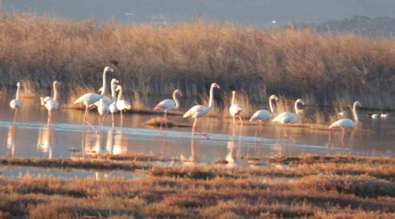 Balıkesir'in Burhaniye'sinde Flamingolar Doğaseverlerin İlgi Odaklı 1