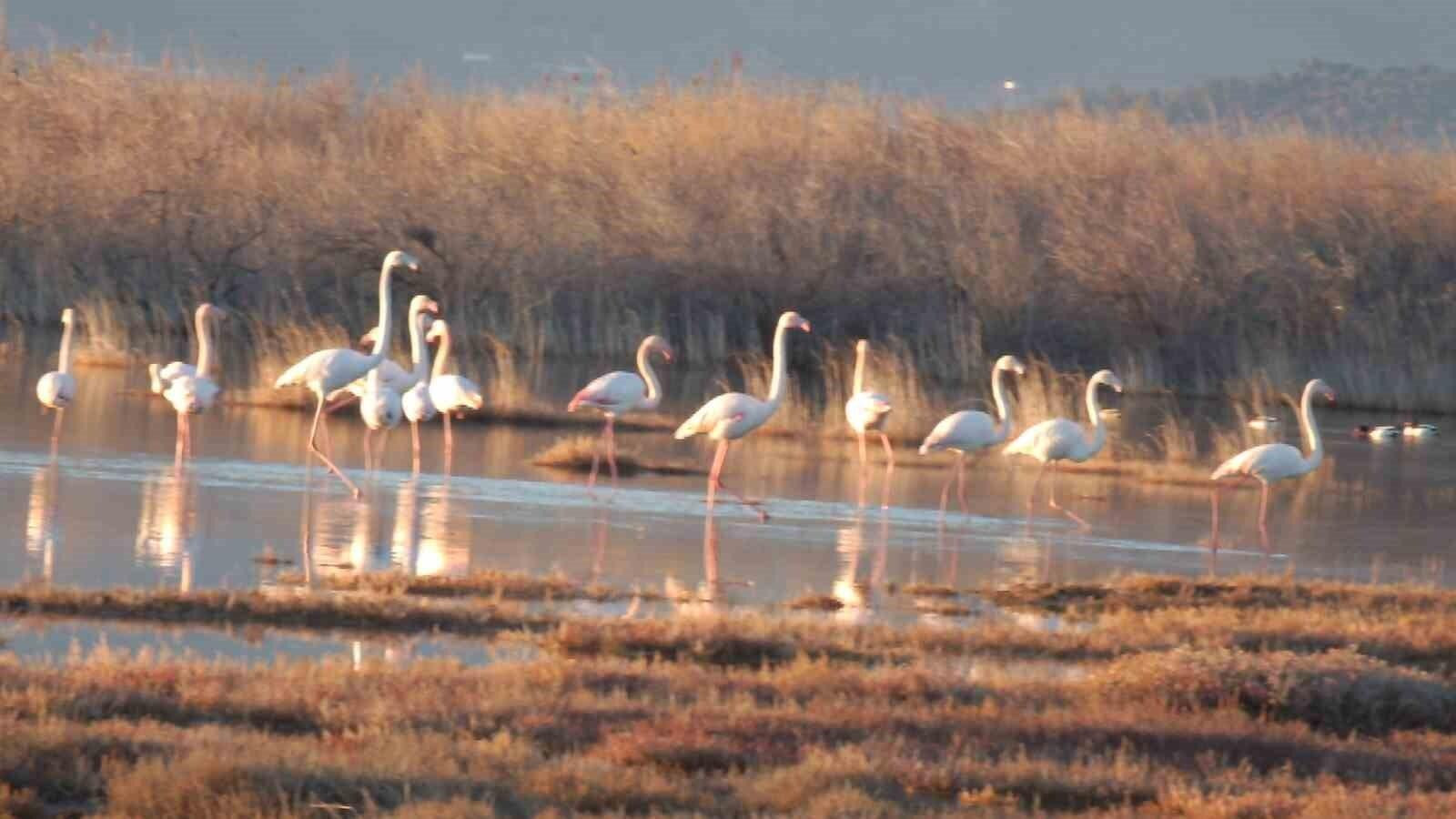 Balıkesir’in Burhaniye’sinde Flamingolar Doğaseverlerin İlgi Odaklı