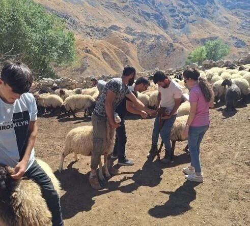 Batman'da Orman Genel Müdürlüğü, Süt Koyunculuğu ve Süt Sığırcılığı Projesiyle 26 Aileye 6.650 Milyon Lira Destek Verdi 1