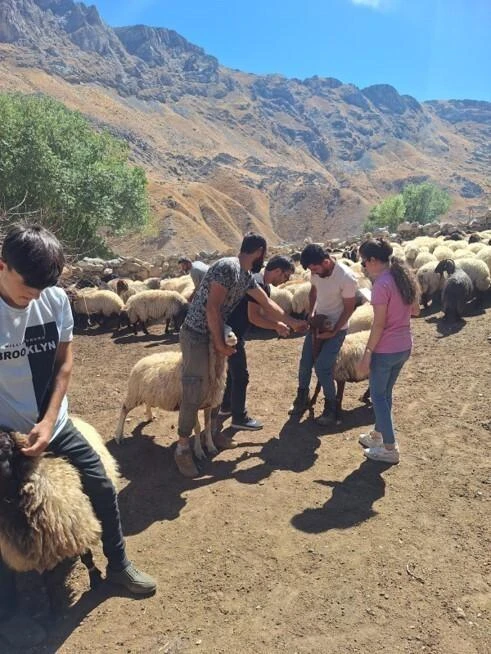 Batman’da Orman Genel Müdürlüğü, Süt Koyunculuğu ve Süt Sığırcılığı Projesiyle 26 Aileye 6.650 Milyon Lira Destek Verdi