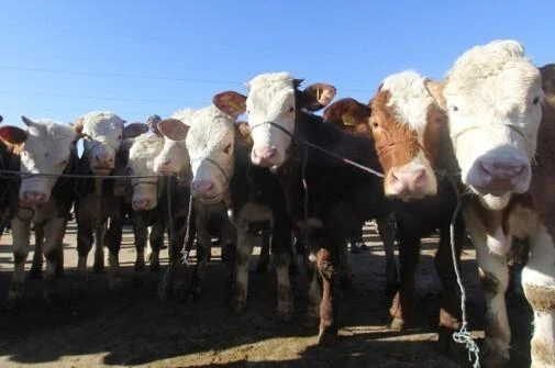 Bayburt’ta Canlı Hayvan Nakli Sürücülerine Eğitim ve Yetki Belgeleri