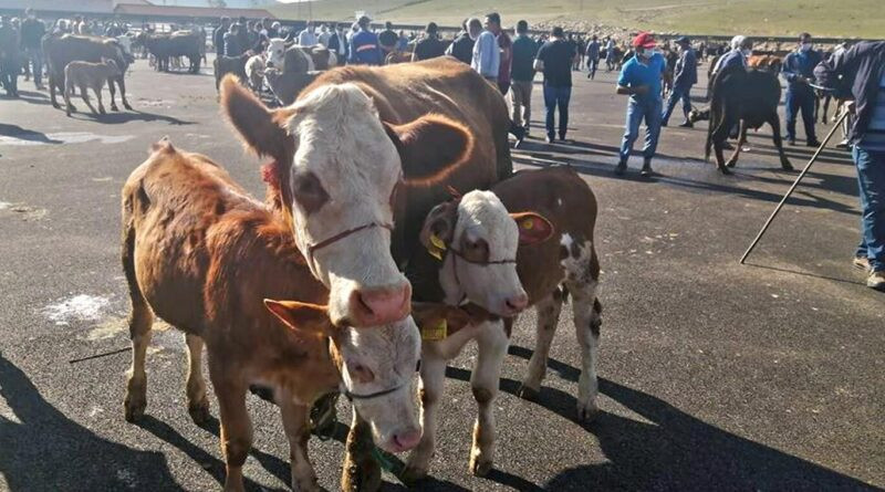 Bayburt'ta Şap Karantinası Sonlandı 1