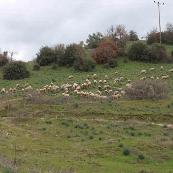 Çoban Musa Türkoğlu koyunlarıyla birlikte-3