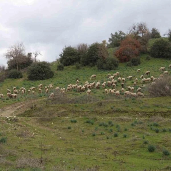 Çoban Musa Türkoğlu koyunlarıyla birlikte-5