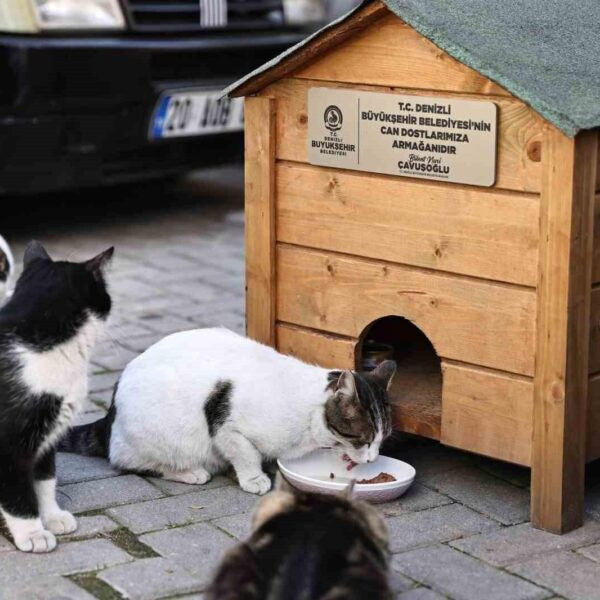 Denizli Büyükşehir Belediye Başkanı Bülent Nuri Çavuşoğlu, sokak hayvanları için mama ve kedi evi sağlıyor.-1