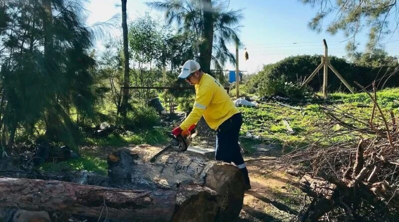 Didim Belediyesi, İhtiyaç Sahiplerine Yakacak Odundan Yardım Ediyor 1