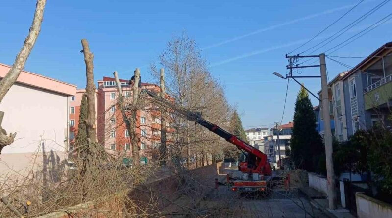 Dilovası'nda Öğrenciler İçin Güvenli Ortam Sağlamak Adına Ağaç Budama Çalışmaları 1