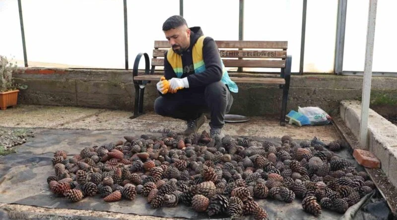 Diyarbakır Büyükşehir Belediyesi, İran Çamı ve Mavi Servi Tohumlarından Fidan Üretiyor 1