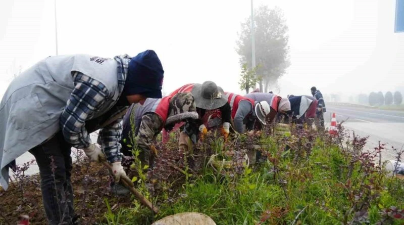 Düzce Belediyesi, 2024 Yılında Şehrin Yeşil Alanlarını Yeniden Şekillendiriyor 1