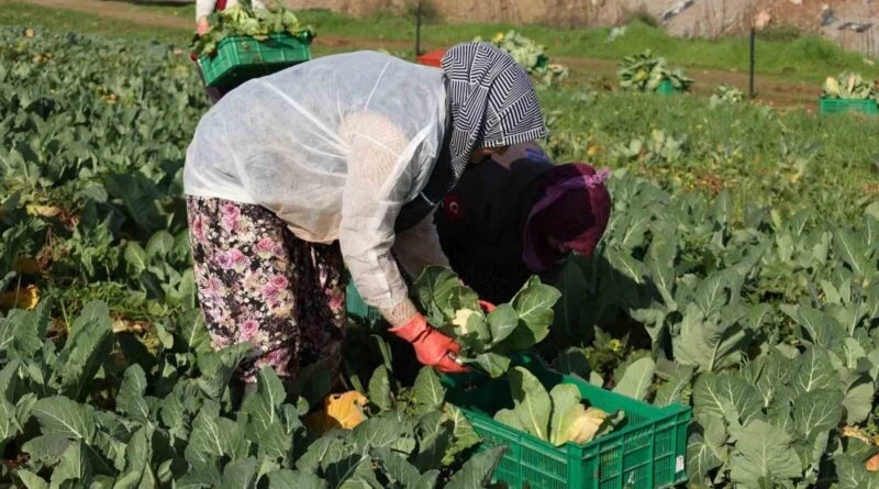 Efeler Belediyesi Işıklı'da Yetiştirdiği Karnabaharların Hasadını Gerçekleştirdi 1