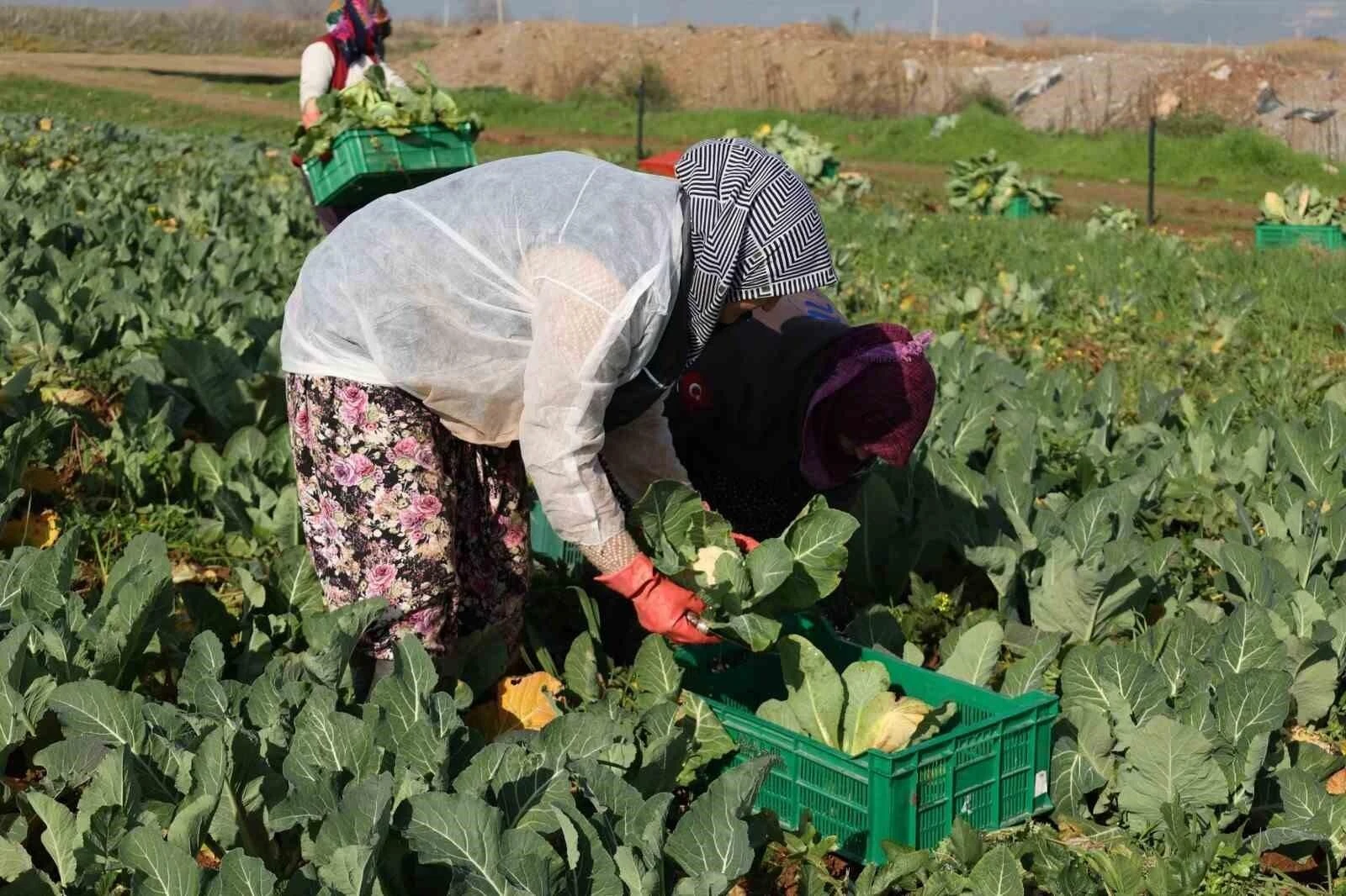 Efeler Belediyesi Işıklı’da Yetiştirdiği Karnabaharların Hasadını Gerçekleştirdi