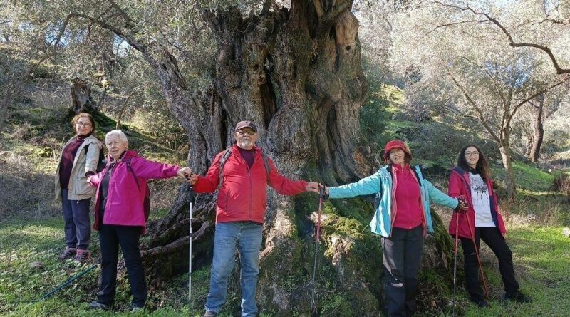 EKODOSD Nysa'da Zeytin Ağaçlarının Korunması İçin İnceleme Gerçekleştirdi 1