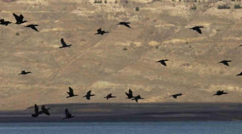 Elazığ'da Su Kuşlarının Popülasyonu Tespit Edildi 1