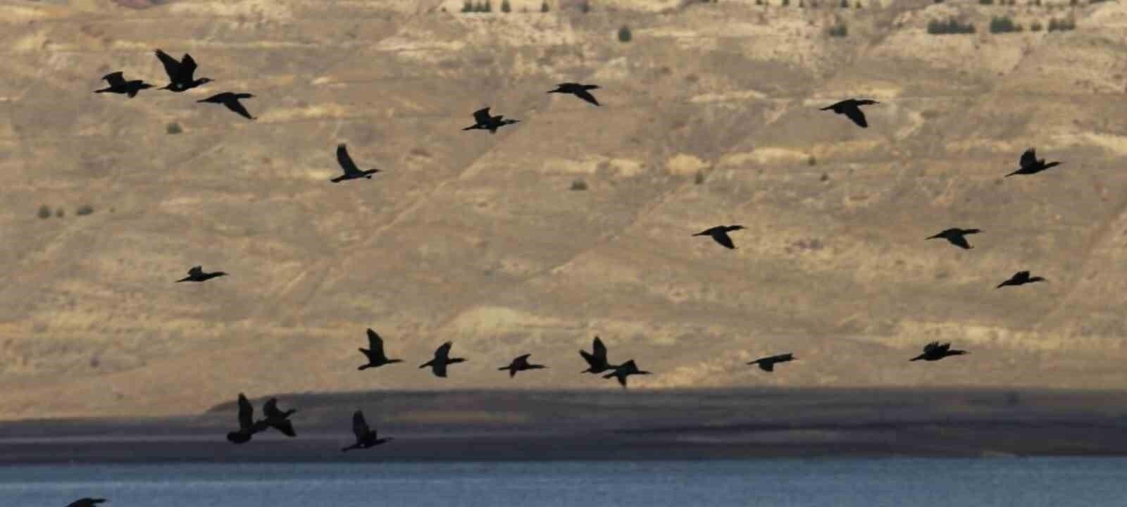 Elazığ’da Su Kuşlarının Popülasyonu Tespit Edildi