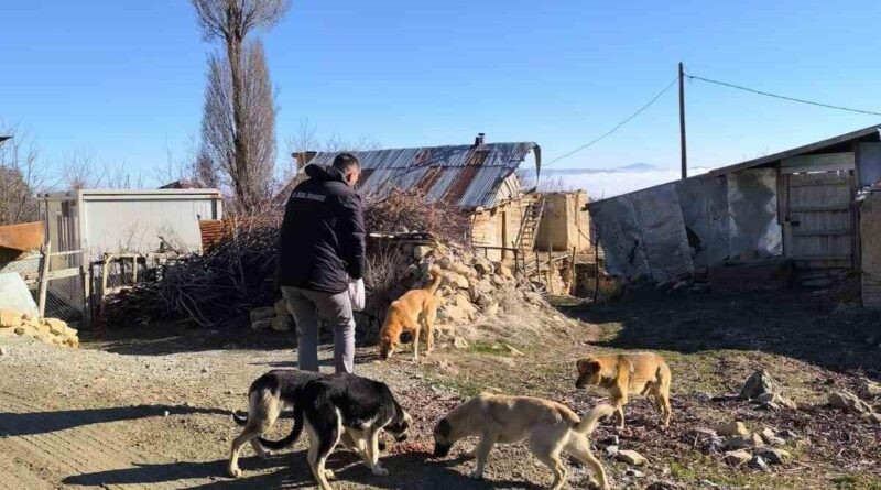 Elazığ İl Özel İdaresi Sokak Hayvanları İçin Mama Dağıtımı Yaptı 1