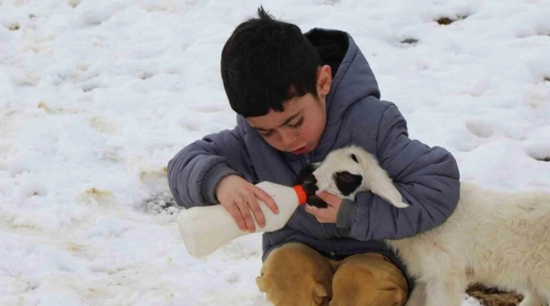 Erzincan'da Anneleri Reddettiği Kuzuları Biberonla Besleyen Üreticiler 1