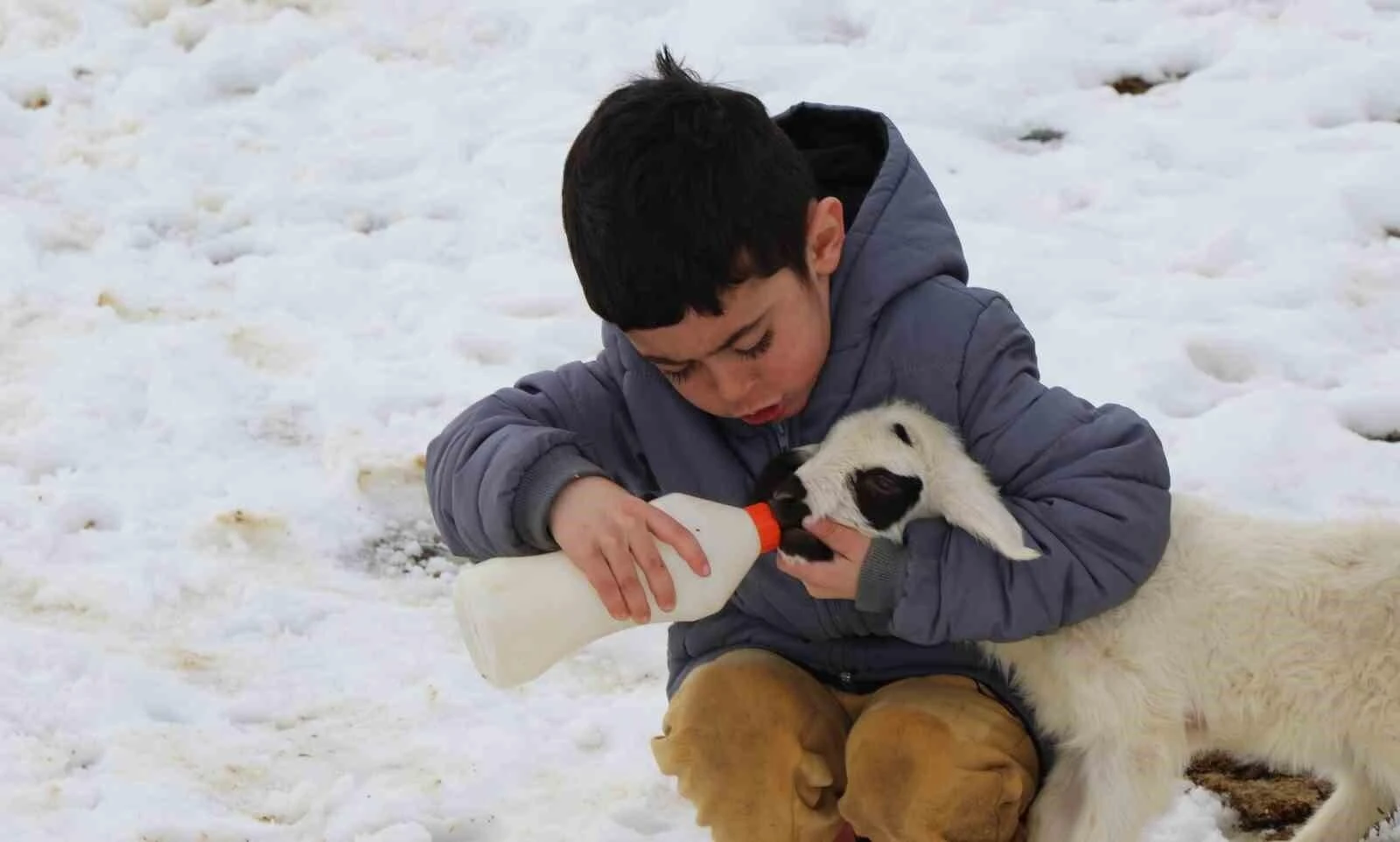 Erzincan’da Anneleri Reddettiği Kuzuları Biberonla Besleyen Üreticiler