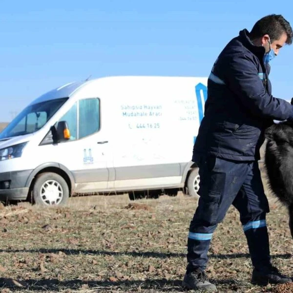 Erzurum Büyükşehir Belediyesi Hayvan Barınağı-4