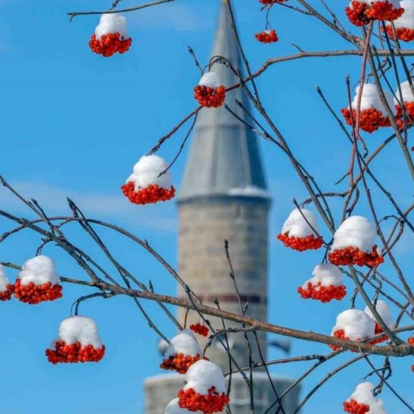 Erzurum'da buzlanmış arabalar