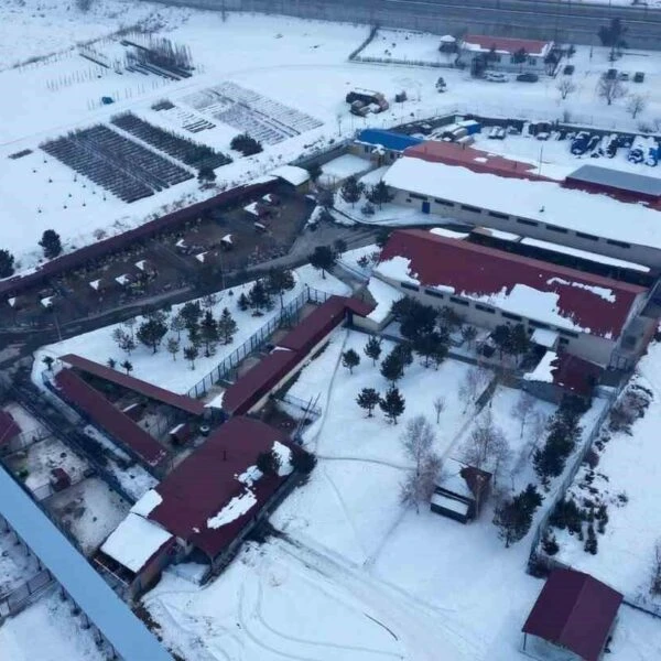 Erzurum'da yeni hayvan bakımevi inşaatı-2