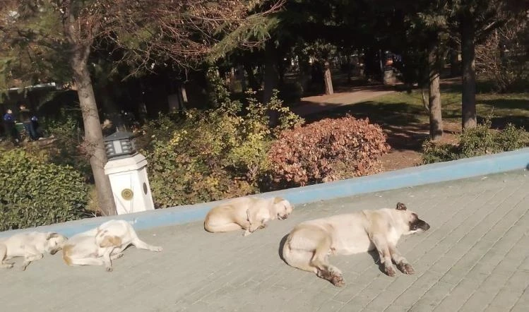 Eskişehir'de Sokak Köpekleri Soğuğa Karşı Güneşin Altına Yattı 1