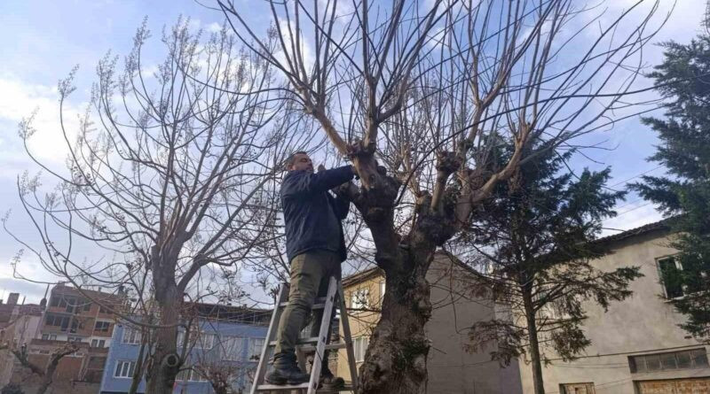 Gemlik'te Parklar ve Yeşil Alanlar Budanarak Kent Estetiğine Uygun Hale Getiriliyor 1