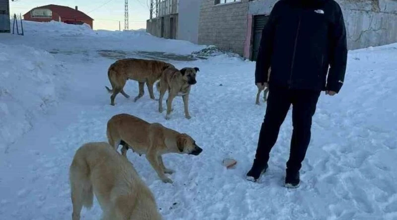 Giresun Belediye Başkanı Necmi Sıbıç, Bektaş Yaylası'nda Köpekler İçin Harekete Geçti 1