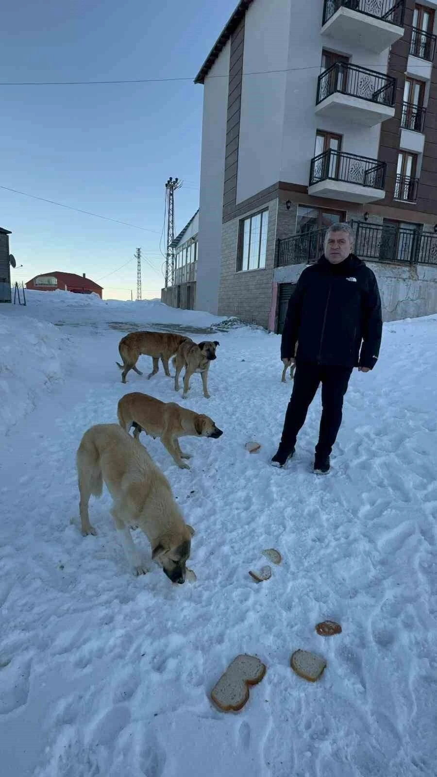 Giresun Belediye Başkanı Necmi Sıbıç, Bektaş Yaylası’nda Köpekler İçin Harekete Geçti