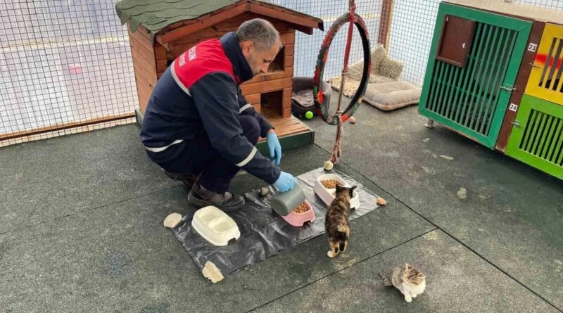 Giresun Belediyesi, Sokak Hayvanları İçin Mama Üretim Merkeziyle 250 Kilogram Üretim Kapasitesine Ulaştı 1