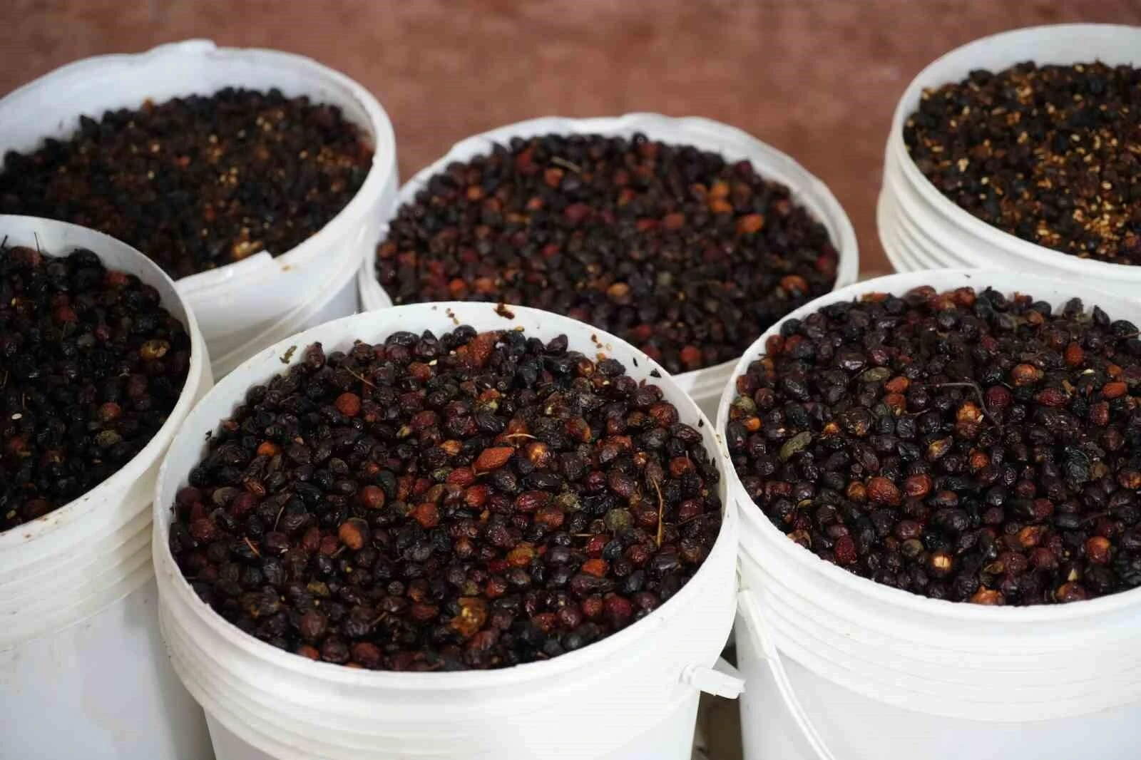 Gümüşhane’nin Kuşburnu Marmelatı ve Nektarı Türkiye’ye Gönderildi