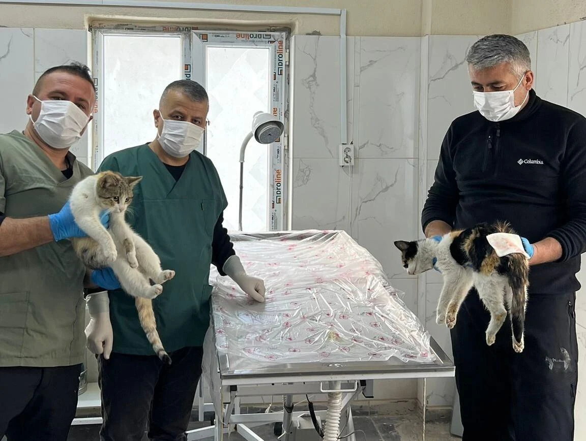 Hakkari’de Soğuk Hava Şartlarından Etkilenen Kediler Tedavi Altına Alındı