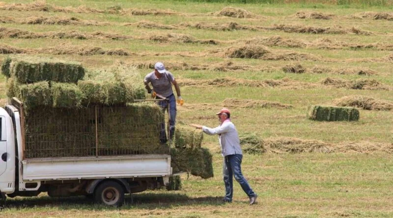 Hayvancılık Maliyetleri Artıyor: Saman, Yonca ve Yem Fiyatlarında Yüzdelik Artışlar 1