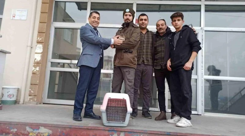 Iğdır Anadolu Lisesi'nde Bitkin Düşen Kukumav Kuşuna Yardım 1