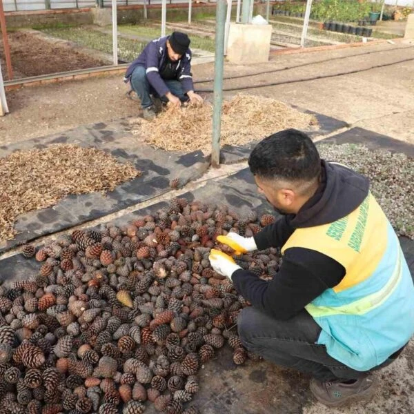 İran Çamı ve Mavi Servi kozalaklarından elde edilen tohumlar-1