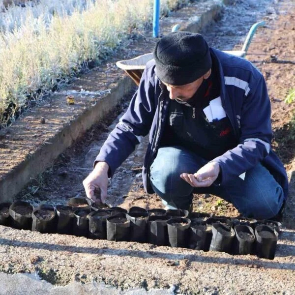 İran Çamı ve Mavi Servi kozalaklarından elde edilen tohumlar-3