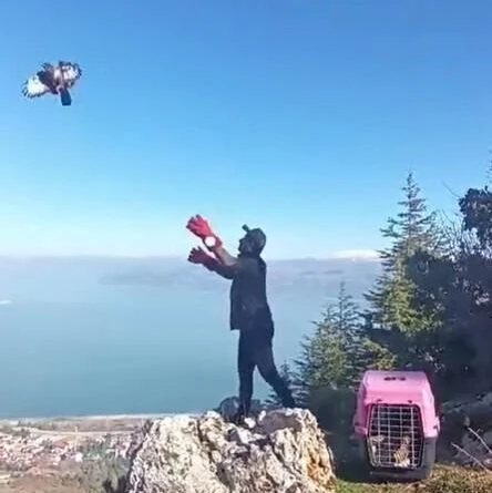 Isparta Jandarma'sı Yaralı Kızıl Şahin'i Kurtardı ve Tedavi ETTİ 1