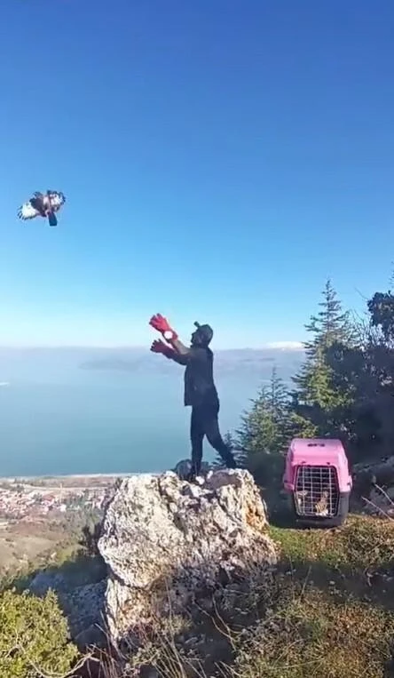 Isparta Jandarma’sı Yaralı Kızıl Şahin’i Kurtardı ve Tedavi ETTİ