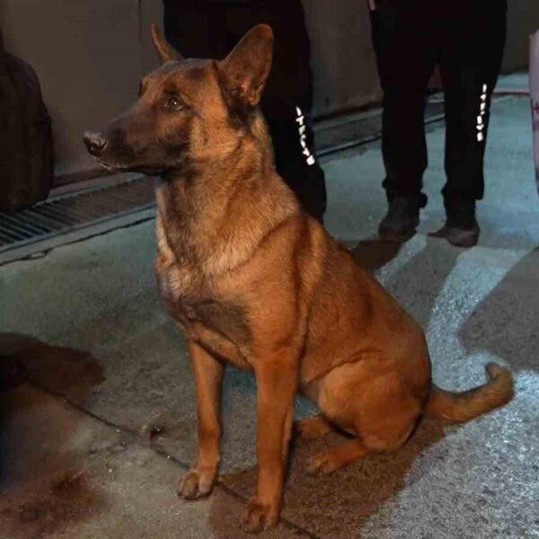 K9 Köpekleri Enkazda Arama Yapıyor-1