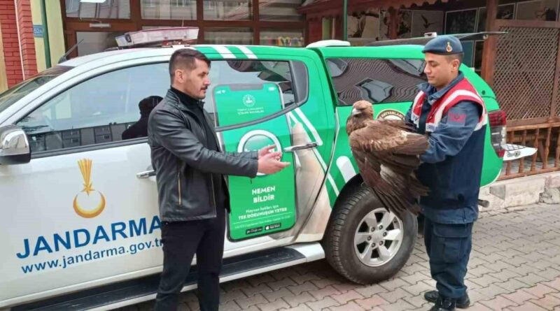 Karaman'da Vatandaşlar Yaralı Kızıl Şahin'i Jandarma'ya Teslim Etti 1