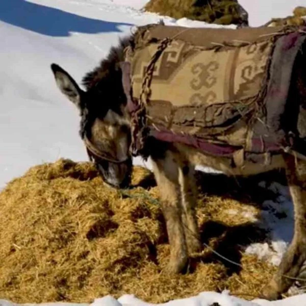 Karlı arazide ot taşıyan bir besici-1