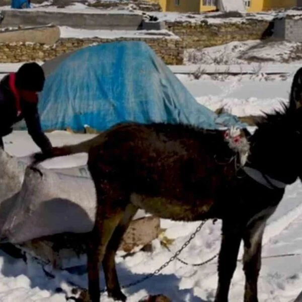 Karlı arazide ot taşıyan bir besici-3