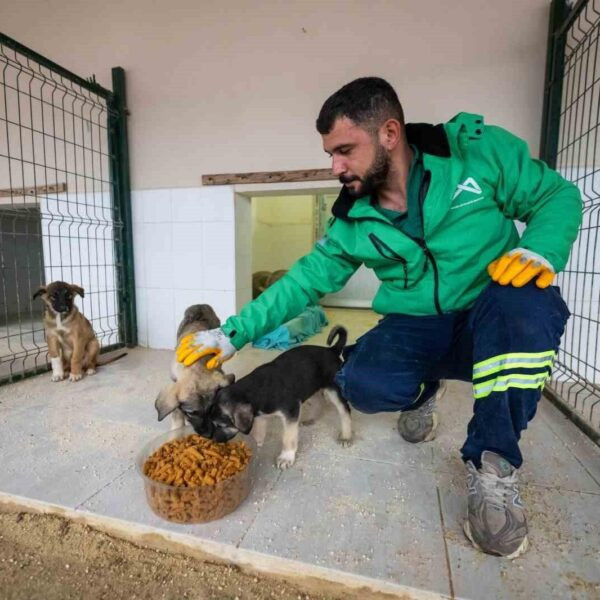 Kaşlı Geçici Hayvan Bakımevi'nde mama üretimi-3