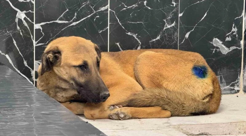 Kayseri Büyükşehir Belediyesi'nin Gönül Belediyeciliğiyle Yaralı Köpek Sağlığına Kavuştu 1