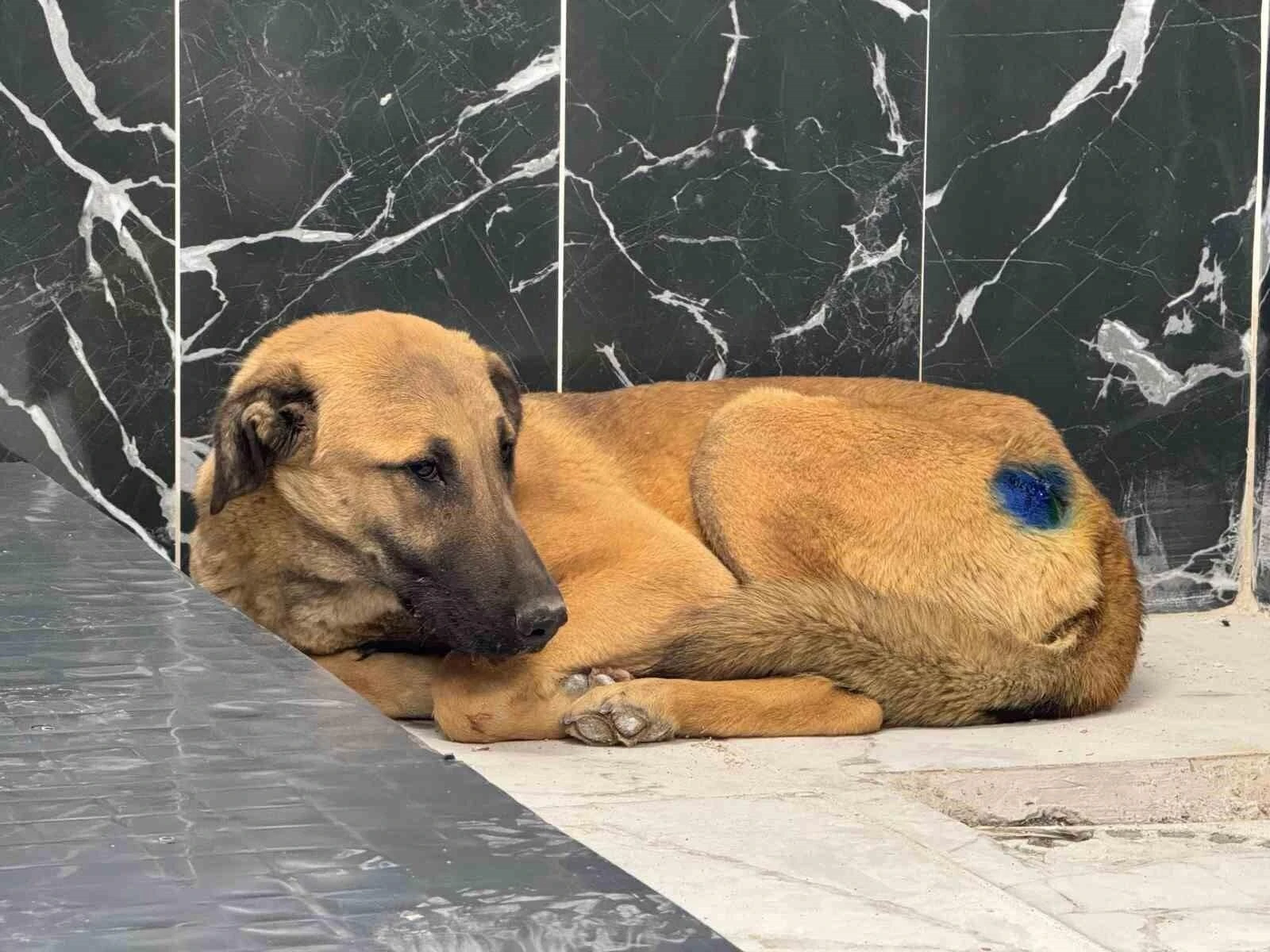 Kayseri Büyükşehir Belediyesi’nin Gönül Belediyeciliğiyle Yaralı Köpek Sağlığına Kavuştu