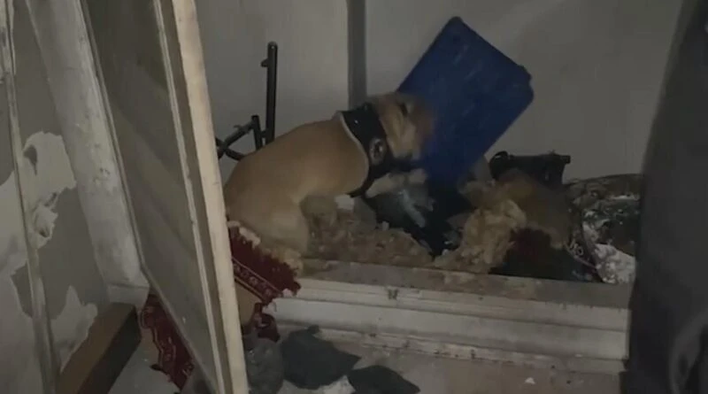 Kayseri'de Köpek Jack ile 28 Bin 130 Narkotik Hap Ele Getirildi 1