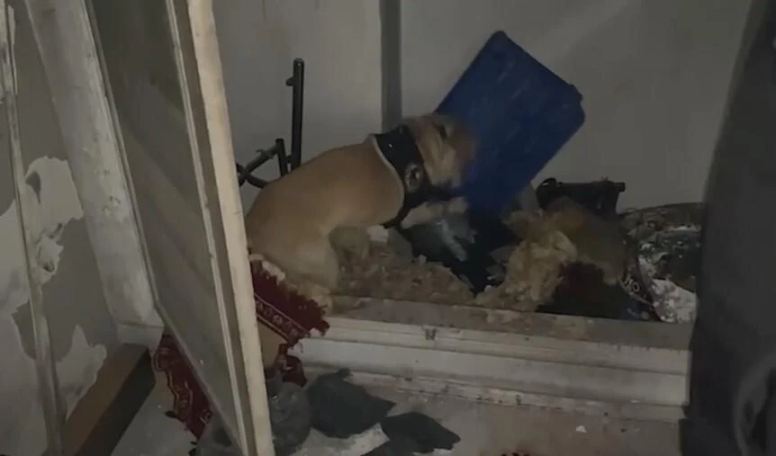 Kayseri’de Köpek Jack ile 28 Bin 130 Narkotik Hap Ele Getirildi