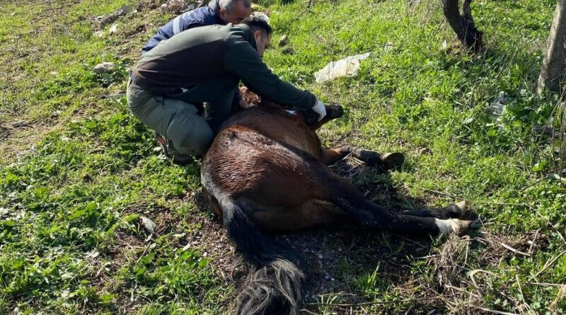 Kemalpaşa'da Yaralı Yılkı Atı Tedavi Edilerek Doğal Yaşam Ortamına Geri Bırakıldı 1